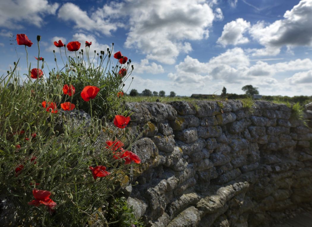 Klaprozen aan een oude muur in Flanders Fields